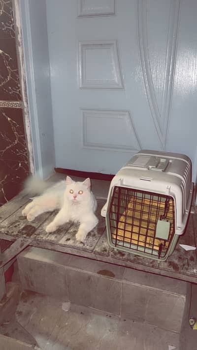Cat pure white and pragnet