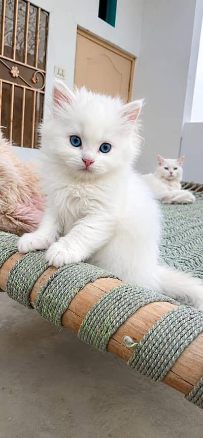  Cute White Persian Kitten for Sale 