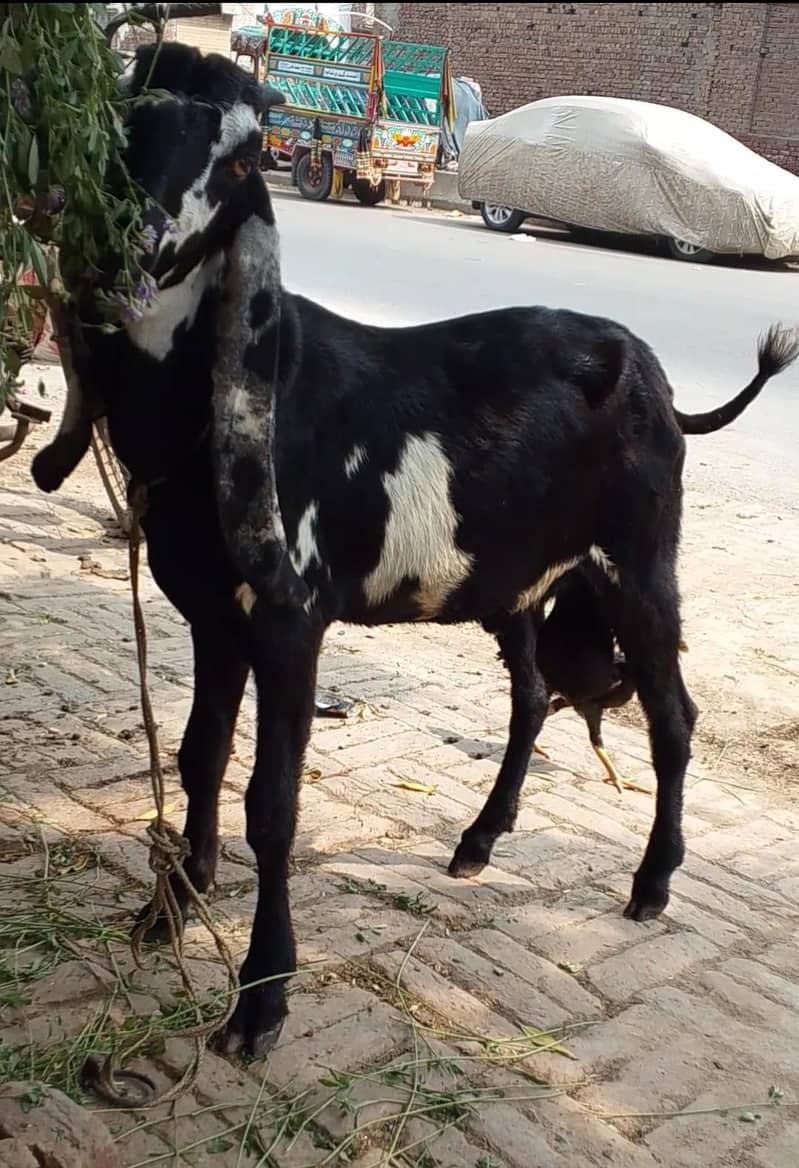 Desi Bakra 0