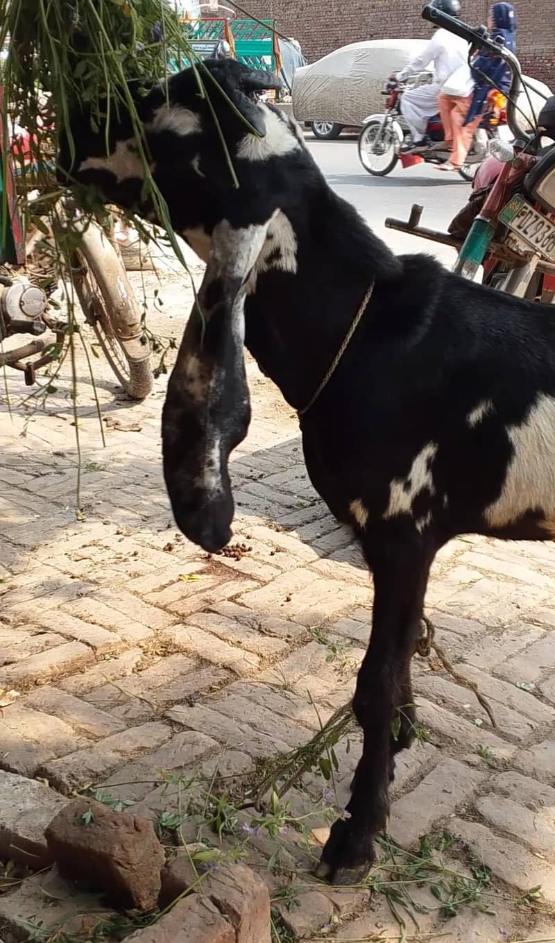 Desi Bakra 1