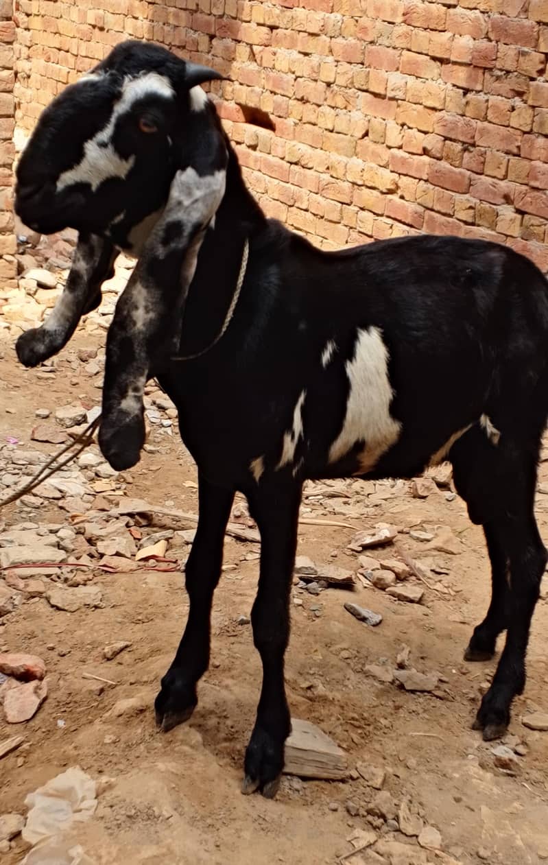 Desi Bakra 2