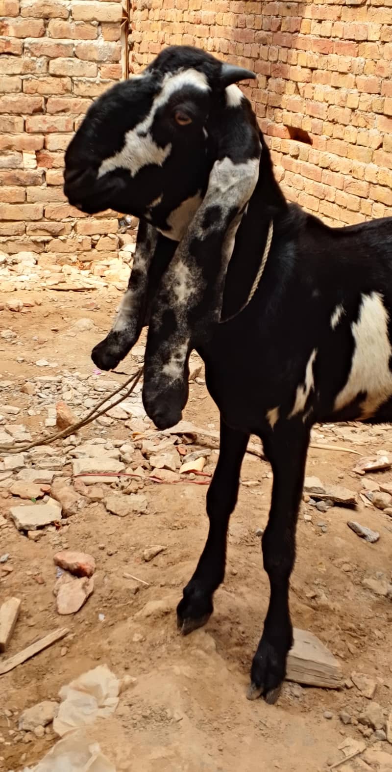 Desi Bakra 3