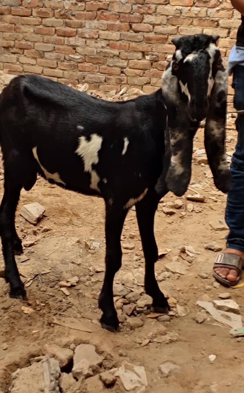 Desi Bakra 4