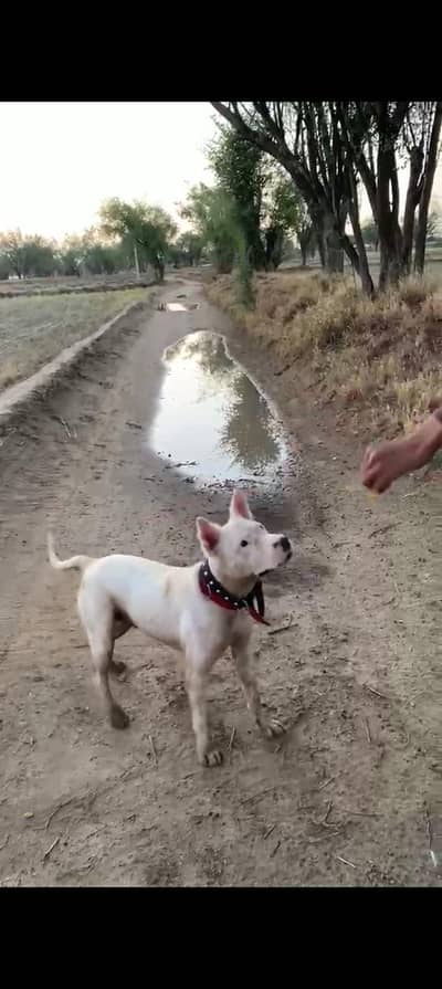 Gultair dog for sale