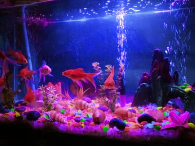 Fish Aquarium