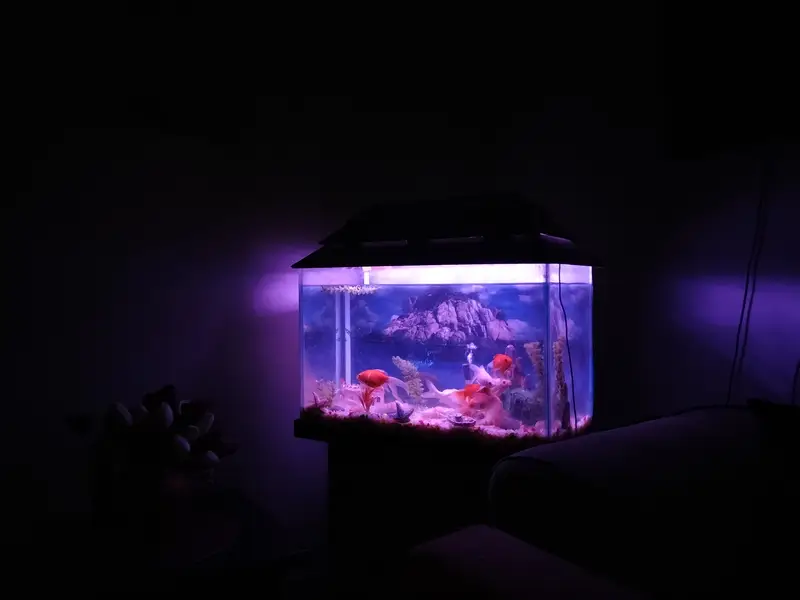 Fish Aquarium — photo 2