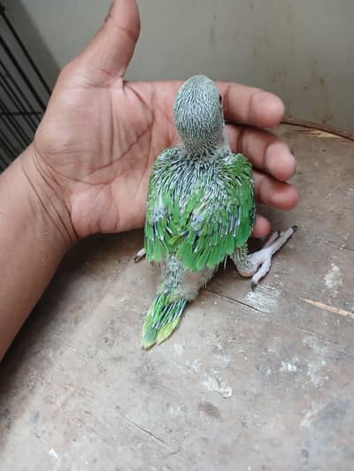 Green Ringneck Chick