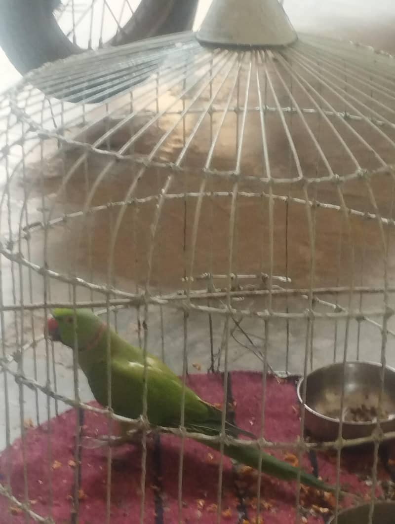 کاٹا رنگ نیک 0