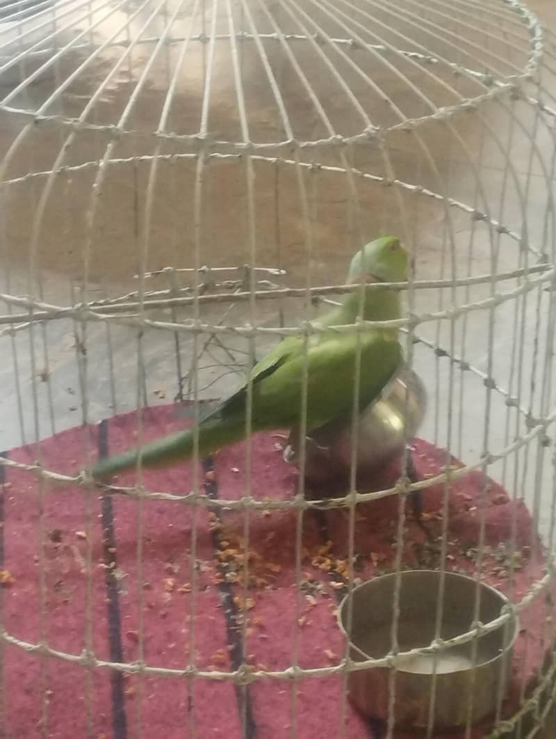 کاٹا رنگ نیک 1