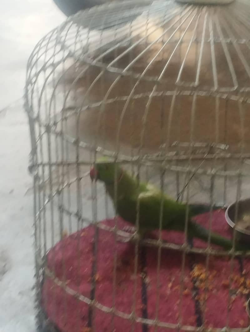 کاٹا رنگ نیک 2
