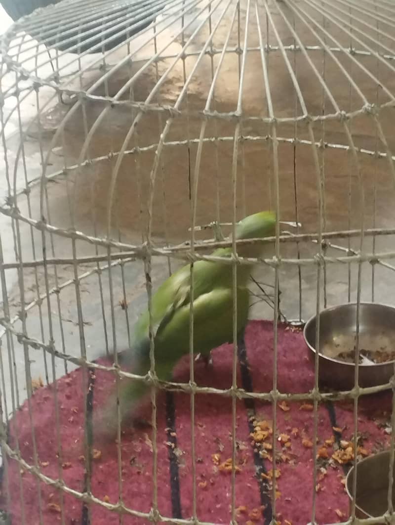 کاٹا رنگ نیک 5