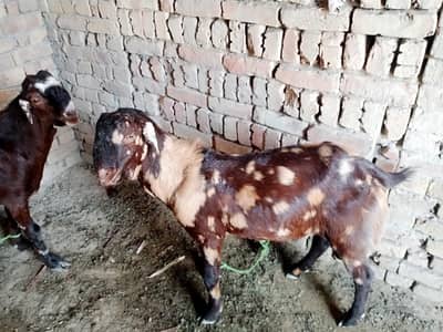 male goats for sale