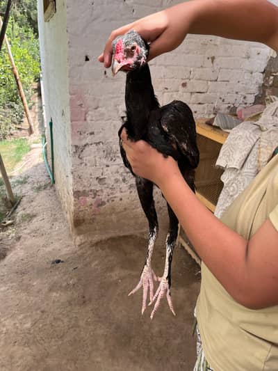 ASEEL SHAMO MURGA FOR SALE .
