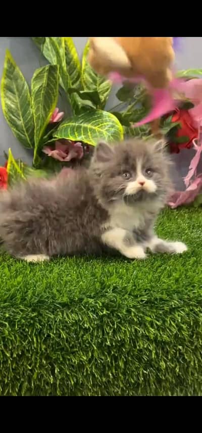 Quality Persian Punch face cat & kittens 03495425573 WhatsApp