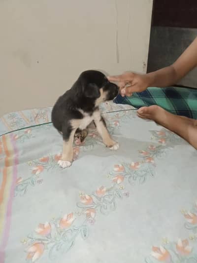 bhai chhota baccha Hai yah bhi