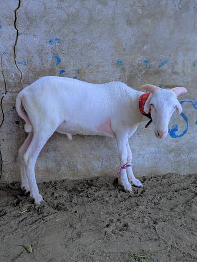 Albino Dumba or kapla female