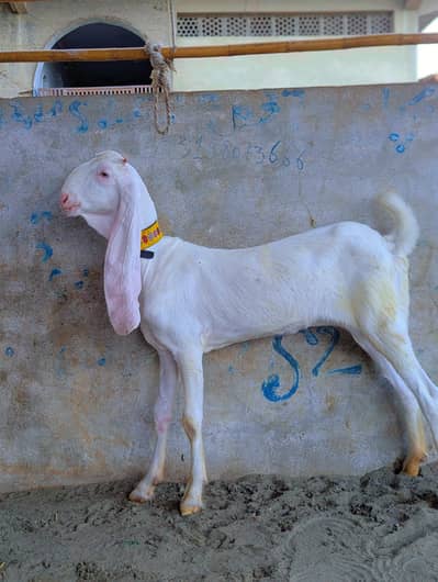 Kapka female