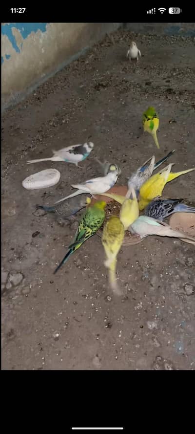 Budgies all pairs 10 pcs