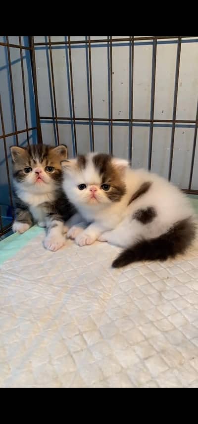 Quality Persian Punch face cat & kittens 03495425573 WhatsApp