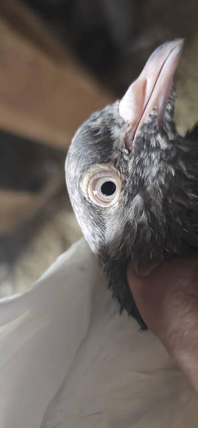 pigeon 