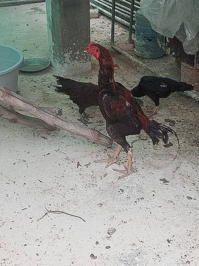 aseel murga fpr sale
