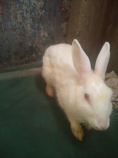 4 Khargoosh Sufaid white lal eye Red eyes Rabbit bunnies 1 female 3kid