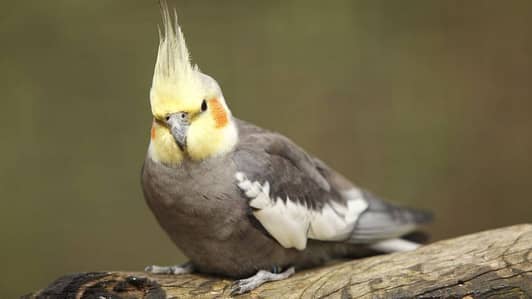 Grey male cockatiel, young.
