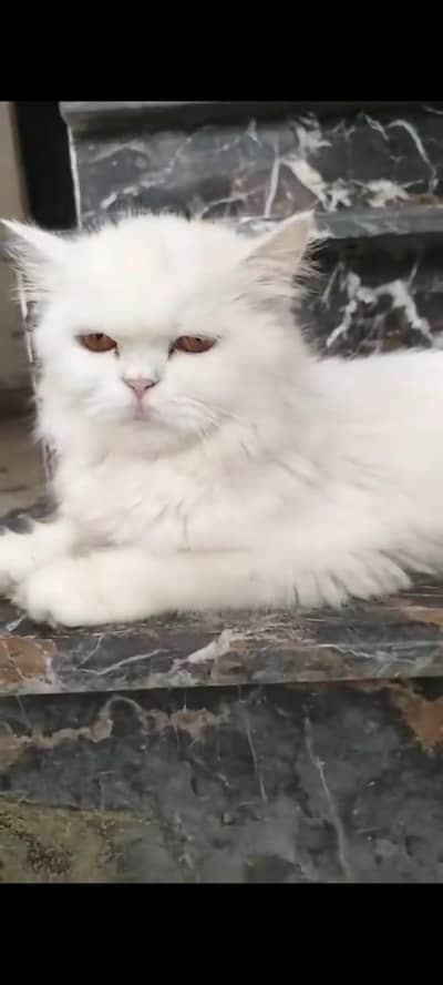 Persian cat for sale