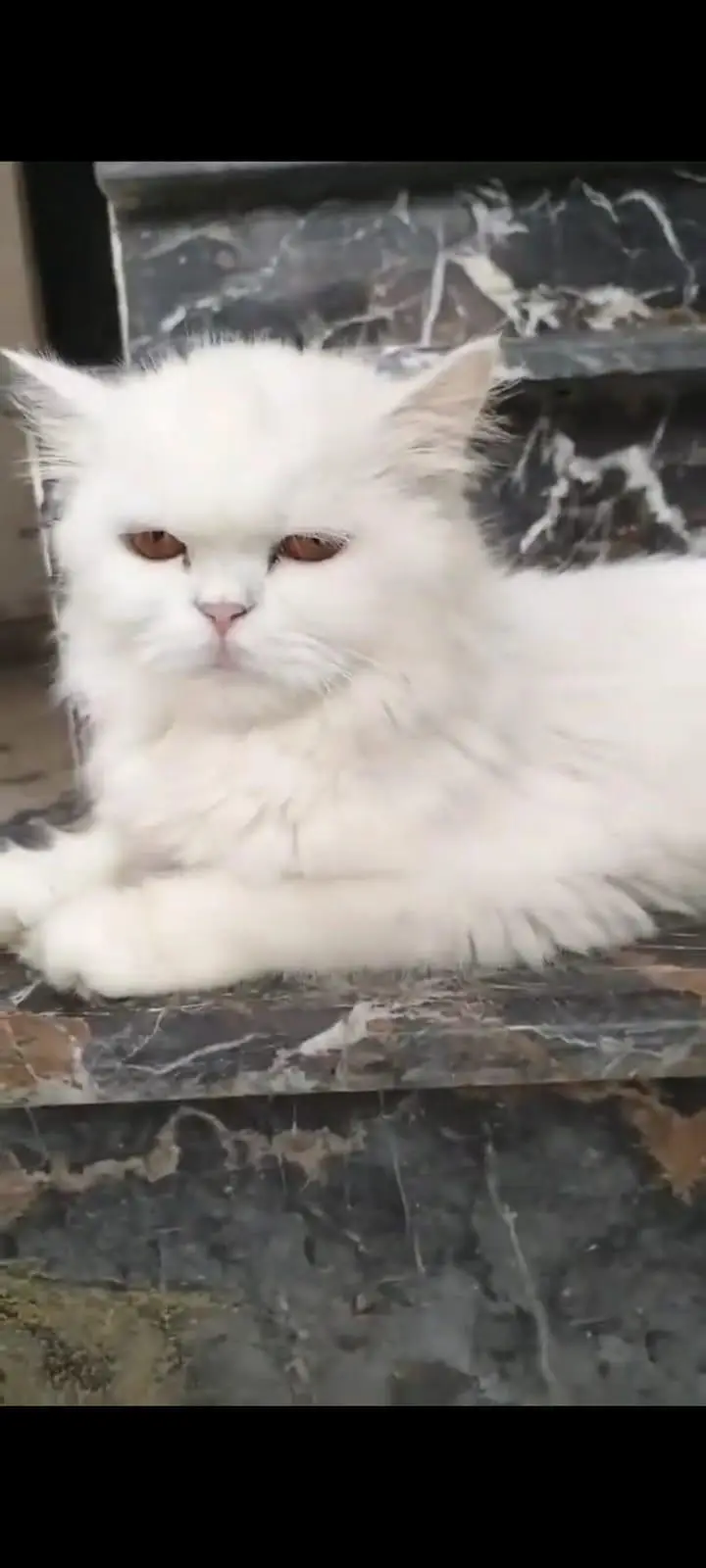 Persian cat for sale