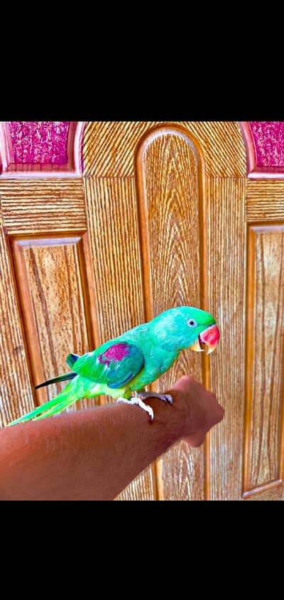 Raw parrot 0:3:0:2:1:9:6:4:9:8:2 whstapp