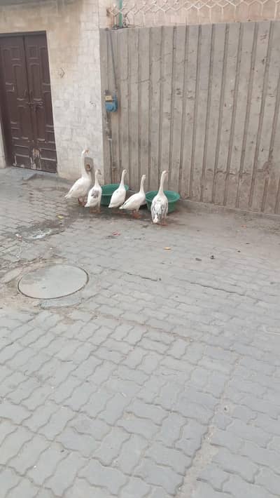 Ducks for sale 1 pair with their 3 babies total 5 pieces