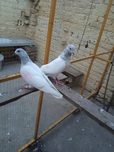 pigeons pair baredar  lakha
