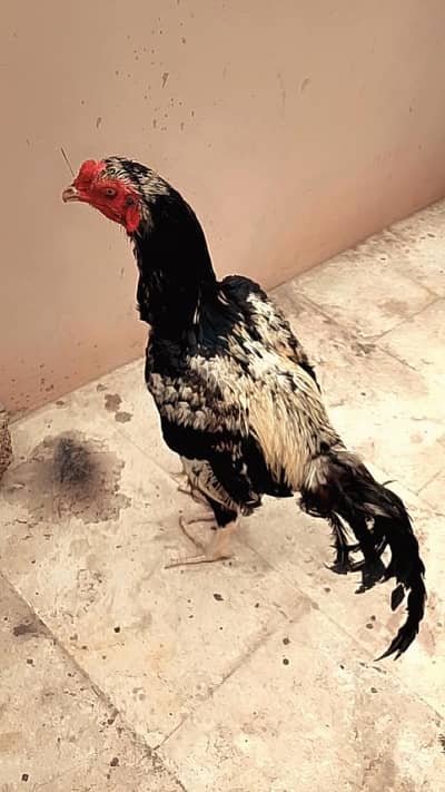 Beautiful pure Java male