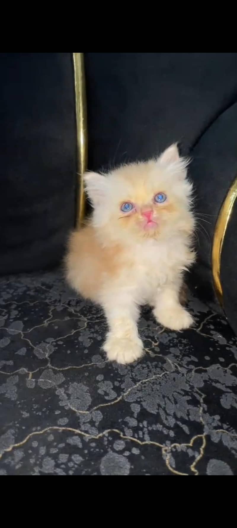 Kittens _ 1