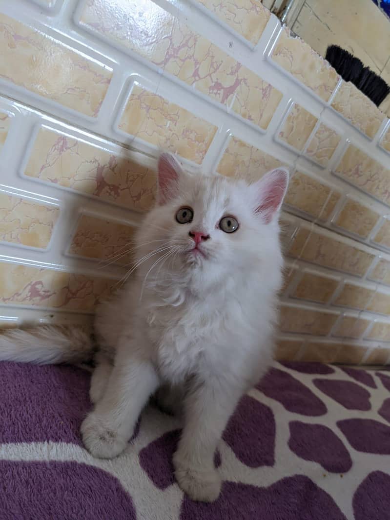 Kittens _ 2