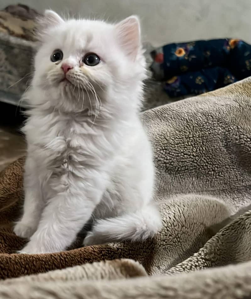 Kittens _ 4