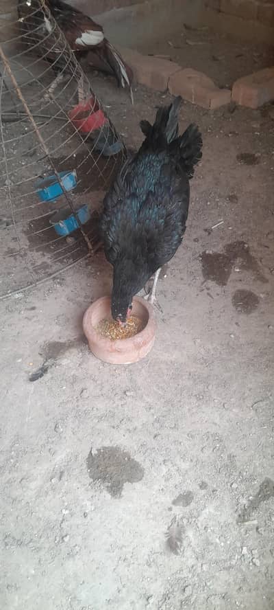 kurak madi for sale