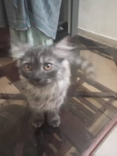 Persian Cat