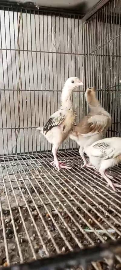 Pure Japanese shamo 3 chicks healthy and active