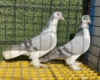 sherazi breeder pairs