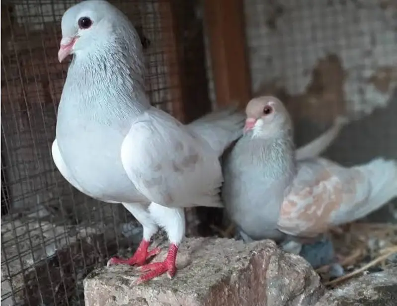 sherazi breeder pairs — photo 6