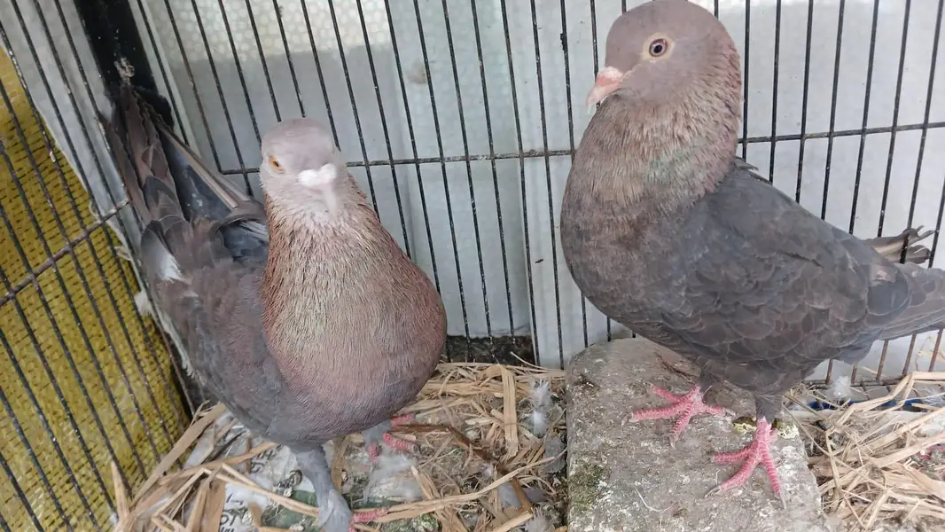 sherazi breeder pairs — photo 7