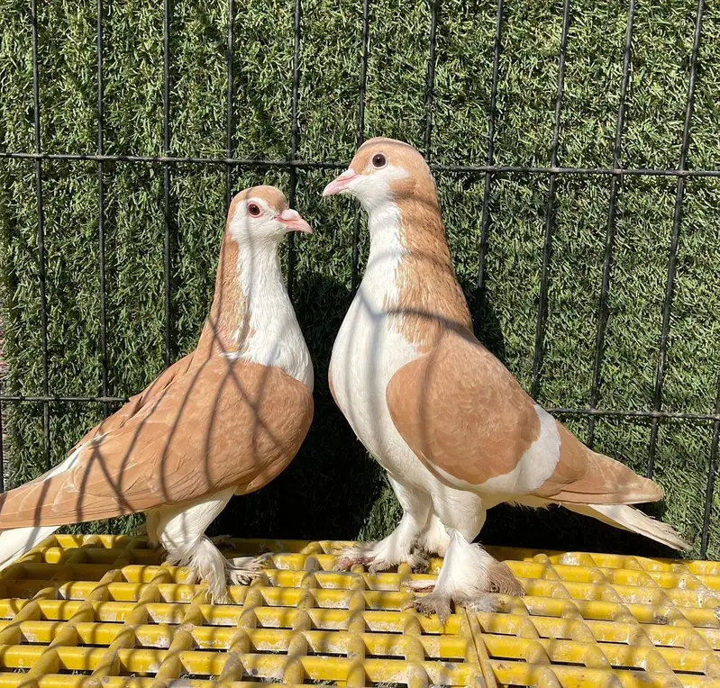 sherazi breeder pairs — photo 10