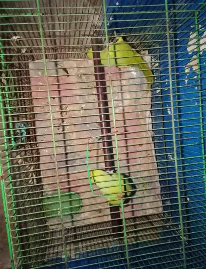 Parrot  0