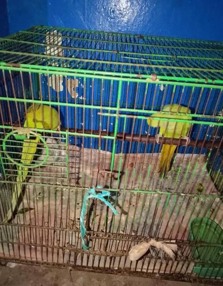 Parrot  1