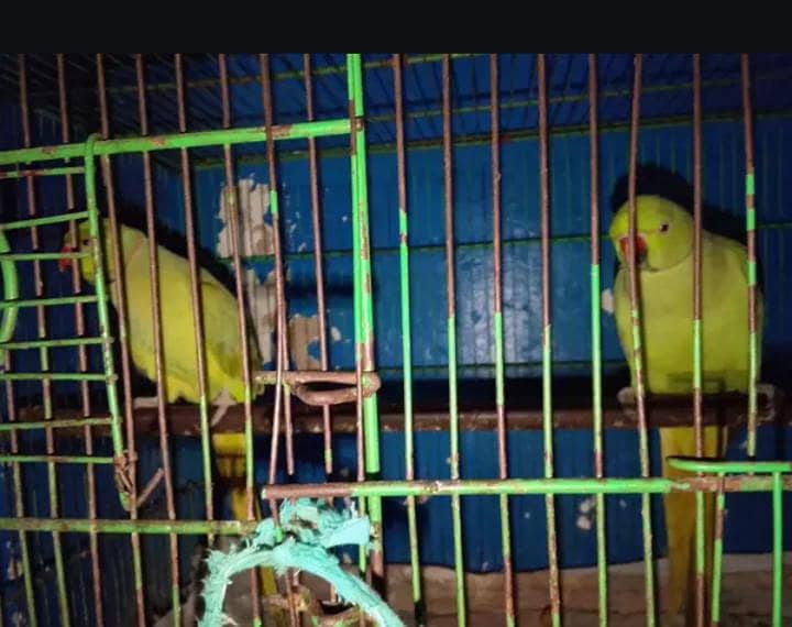 Parrot  2