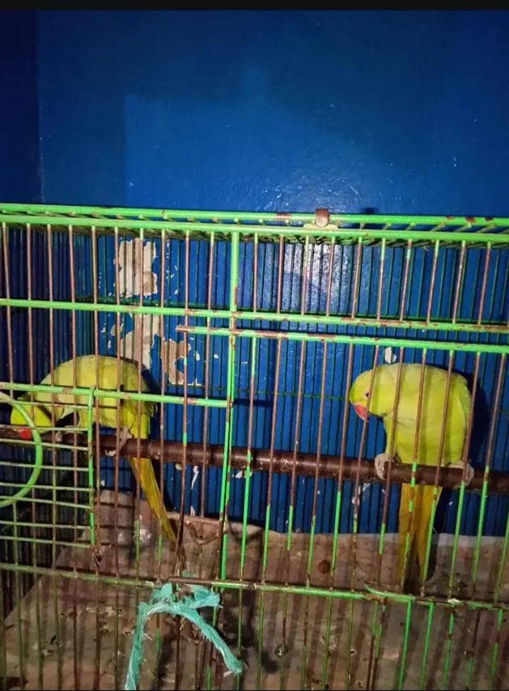 Parrot  3