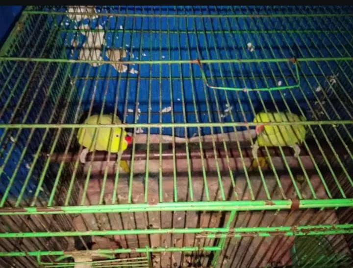Parrot  4