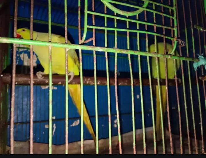 Parrot  5