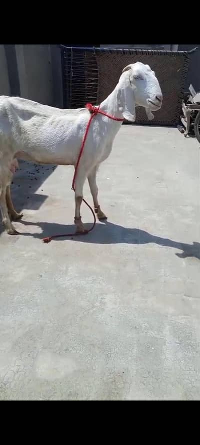 Muhammad pori dogli bakri